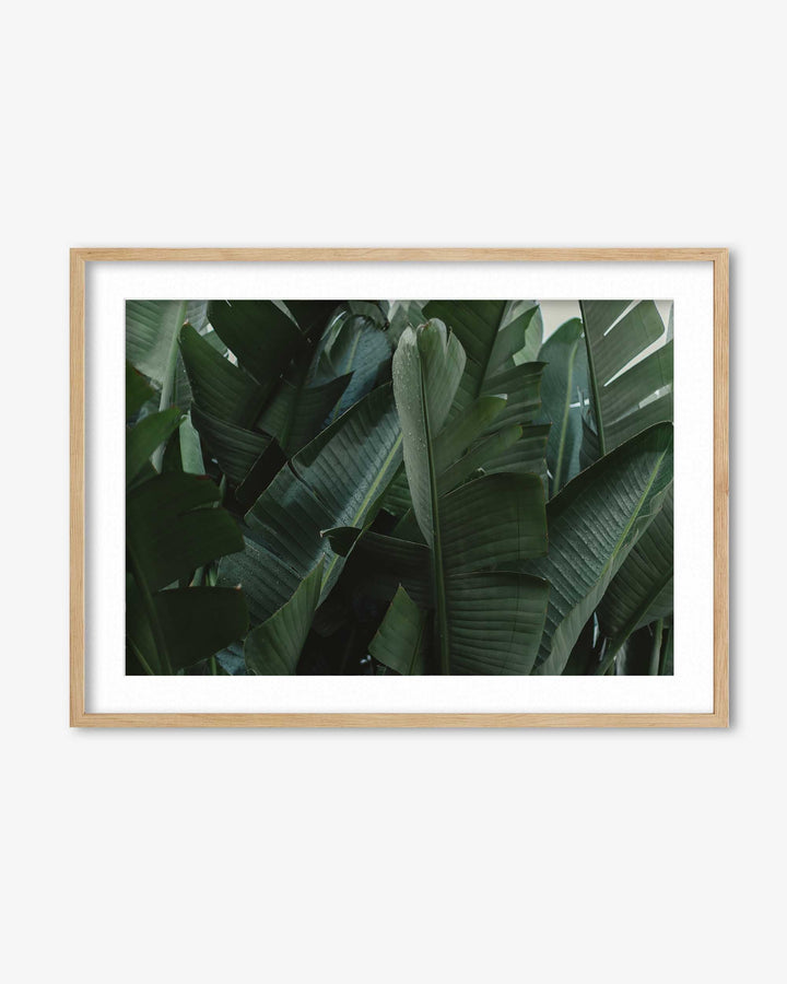 Tropical Forest Wall Art Print
