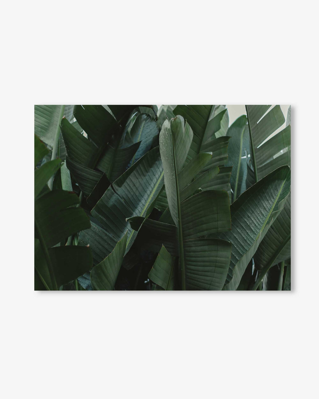 Tropical Forest Wall Art Print