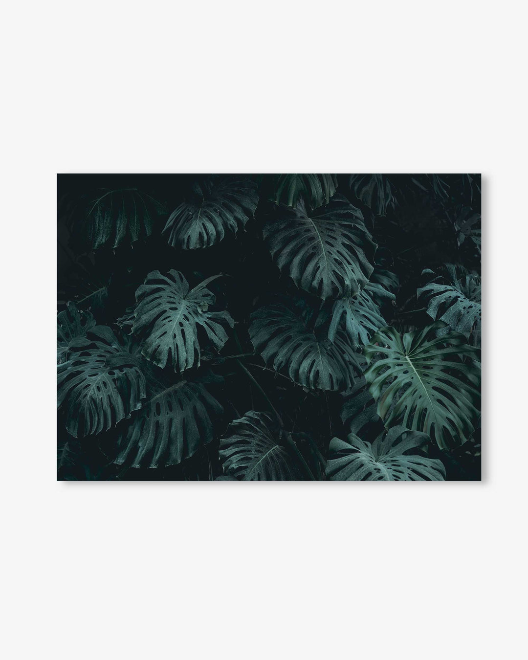 Tropical Forest III Wall Art Print