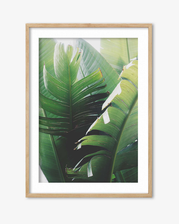 Tropical Leaves Wall Art Print