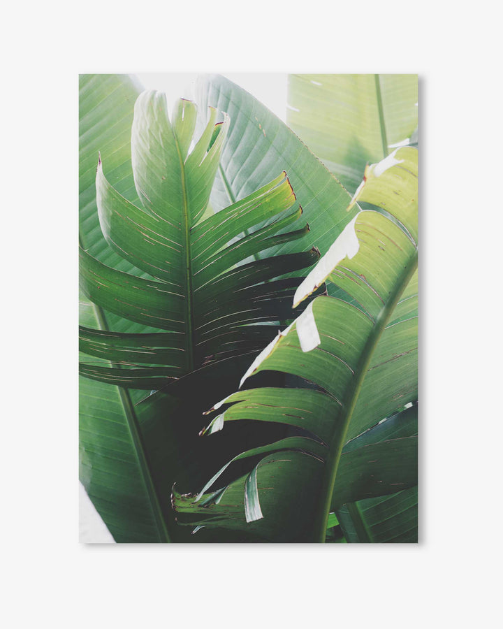 Tropical Leaves Wall Art Print