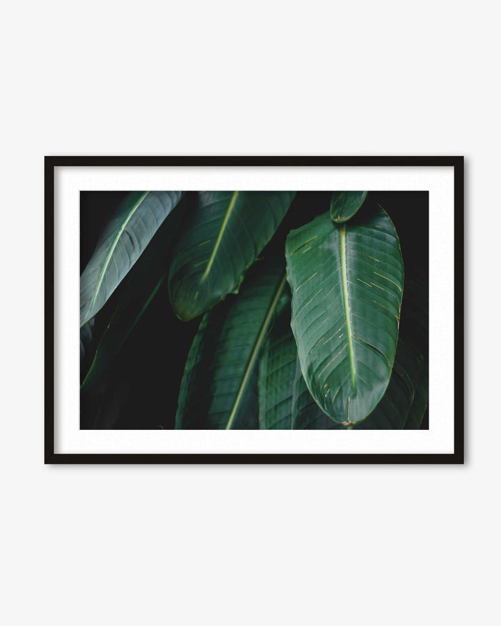 Tropical Forest II Wall Art Print
