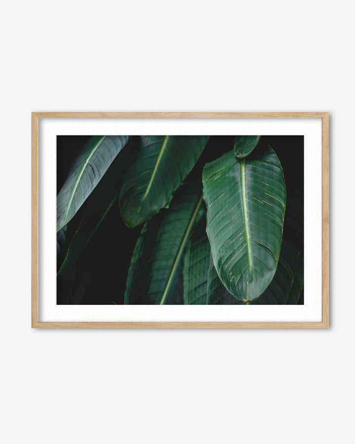 Tropical Forest II Wall Art Print