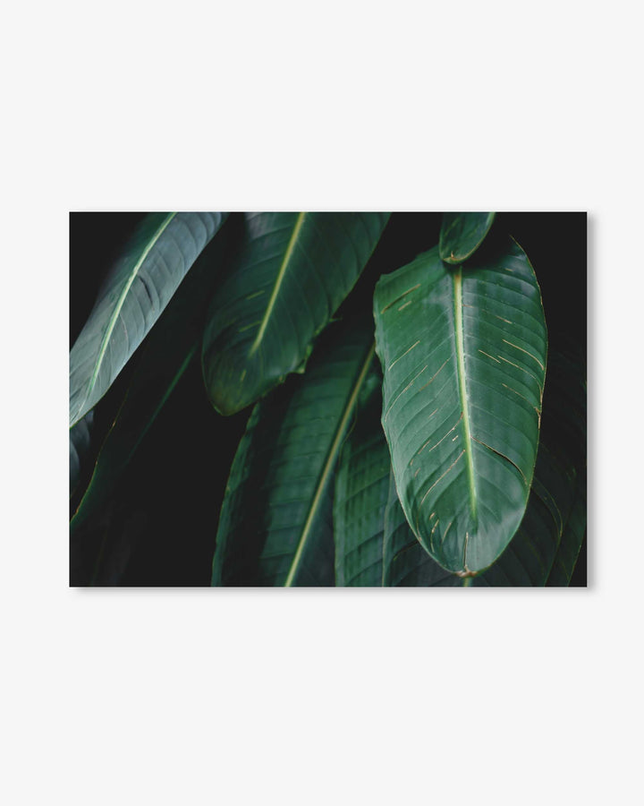 Tropical Forest II Wall Art Print