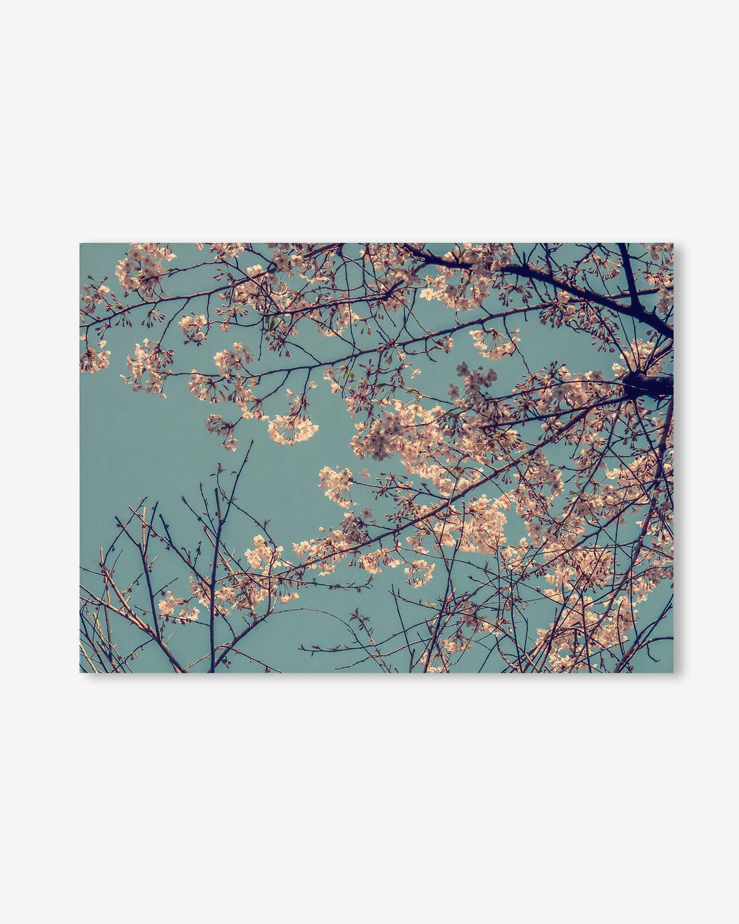 Cherry Blossom Wall Art Print