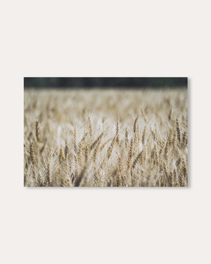 Wheat Field Wall Art Print